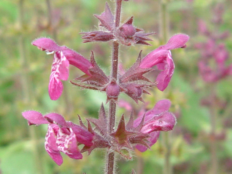 Stachys sylvatica / Erba betonica, vettonica